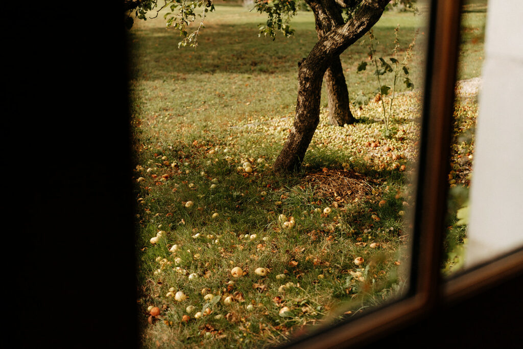 photo d'un pommier haute-savoie